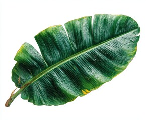 Tropical Green Leaves Botanical Background with Natural Texture