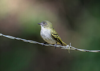 delicate bird perched on barbed wire