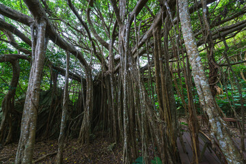 Obraz premium 沖縄のガジュマルと多気根 キジムナー伝説のある神秘的な木