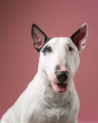 Friendly Bull Terrier Smiling Studio Portrait: Expressive Bull Terrier with happy facial expression.