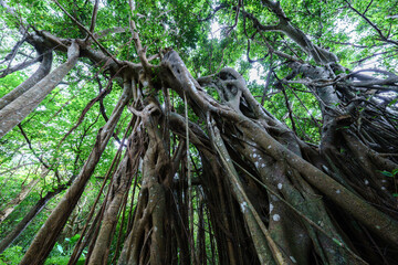 Obraz premium 沖縄のガジュマルと多気根 キジムナー伝説のある神秘的な木