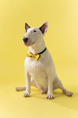 Obraz premium Sitting Bull Terrier with Bow Tie Minimal Studio Shot: Calm Bull Terrier posing with elegant accessory.