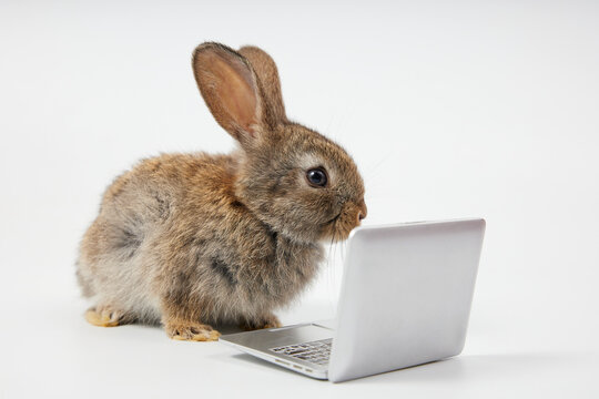 intelligent rabbit using laptop computer for work, isolated on white background