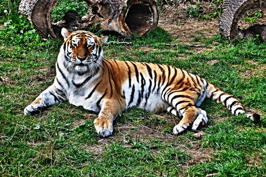 Siberian tiger (Panthera tigris altaica)