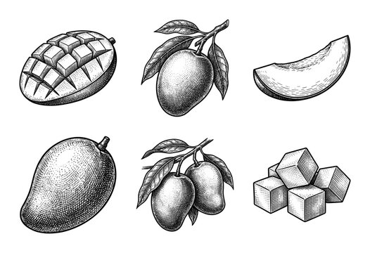 Set of vintage mango fruit illustrations featuring whole fruits, sliced pieces, and cubes in a detailed hand-drawn engraving style.