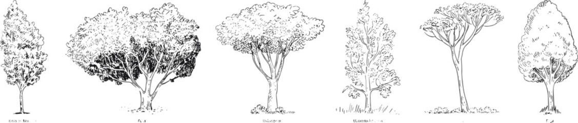 Fototapeta premium Black and white tree illustrations, cherry, dogwood, honey locust, maple, oak, pear, pine, botanical drawings, educational nature art, landscape design reference