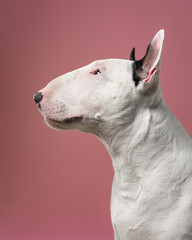 Bull Terrier Elegant Profile Portrait on Pink Background: Softly lit studio portrait of Bull Terrier looking aside. © Ирина Андрианова