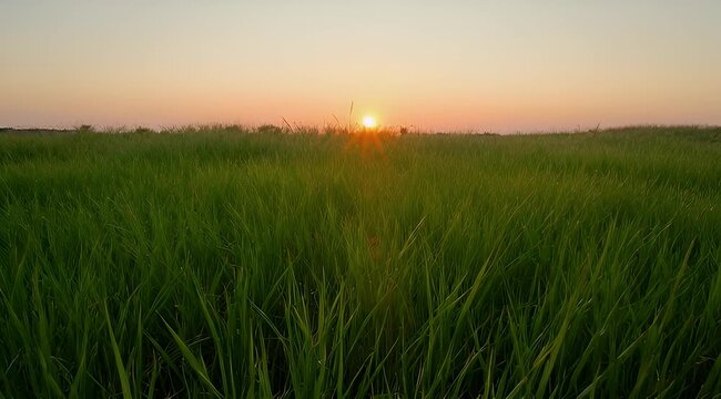 Warm light of sunset over peaceful green grass landscape providing tranquility