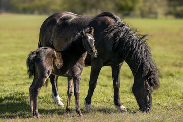 Obraz premium Mare and Foal in Pasture