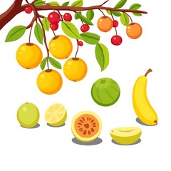 Obraz premium Assorted Fruits on Branch and Slices.