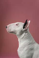 Bull Terrier Profile Portrait Minimal Studio Composition: Clean and simple side portrait of white Bull Terrier. © Ирина Андрианова