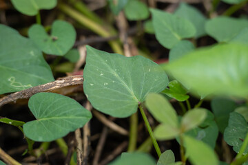 Fototapeta premium Close up of green heart shaped leaves and a dry brown stick