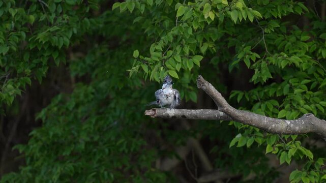 Crested Kingfisher shaking body and losing feathers on a branch in a lush forest, 4K slow motion with copy space.