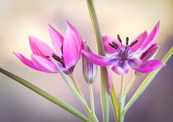 Piękne Tulipany botaniczne wyizolowane z tła, tapeta.