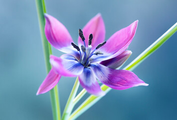 Piękne Tulipany botaniczne wyizolowane z tła, tapeta.