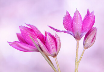 Piękne Tulipany botaniczne wyizolowane z tła, tapeta.