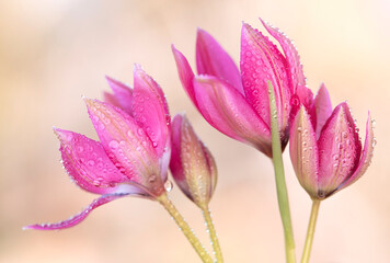 Piękne Tulipany botaniczne wyizolowane z tła, tapeta.