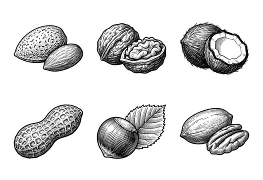 Set of hand drawn monochrome nut illustrations including almond walnut coconut peanut hazelnut and pecan in a vintage woodcut engraving style.