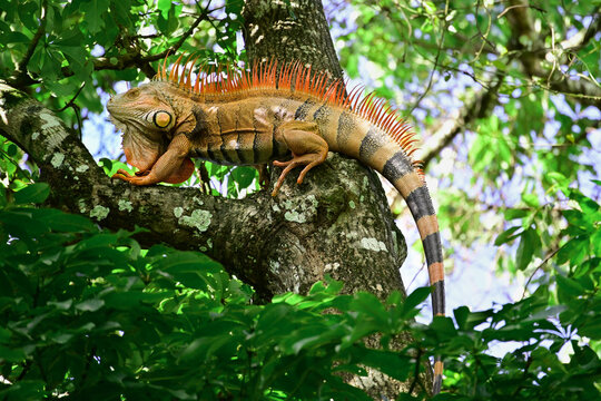Iguana II
