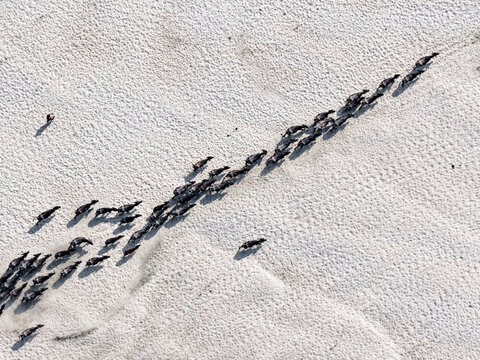 Aerial view of a herd of cattle moving across the expansive, pale landscape, their dark forms creating a striking contrast against the light earth, Gaibandha, Bangladesh.