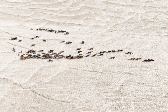 Aerial view of a herd of cattle moving across the cracked, arid landscape, creating a stark contrast against the pale earth, Gaibandha, Rangpur Division, Bangladesh.