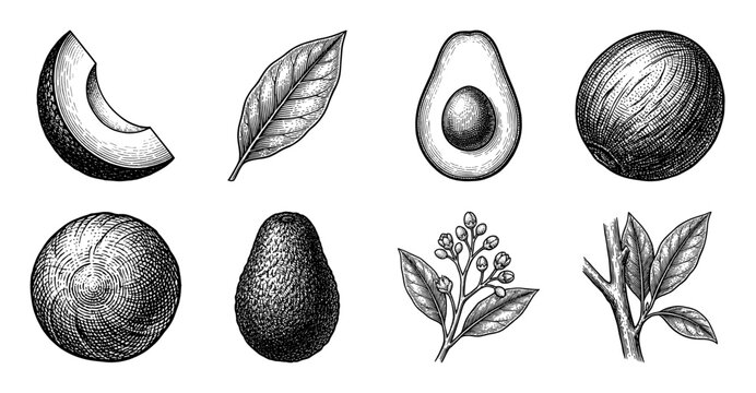 Vintage avocado botanical illustrations collection featuring fruit slices, seeds, leaves, and flowering branches in hand drawn engraving style.