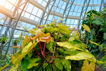Lush tropical plants with vibrant green and yellow leaves grow abundantly in a sunlit conservatory. © aapsky