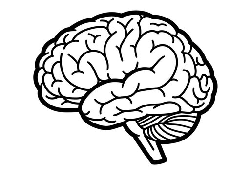 Black and white line drawing of a human brain in lateral view