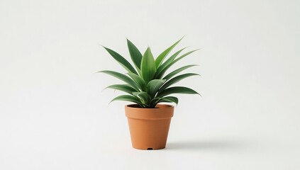 Fototapeta premium A potted plant with green leaves sits centered against a white background. The pot is made of terracotta