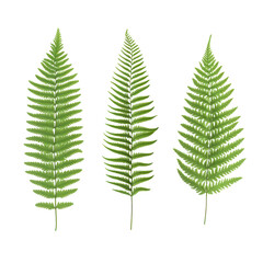 Three green fern leaves on transparent background