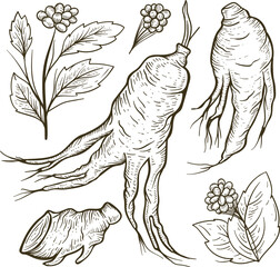 Fototapeta premium Artistic engraving of ginger ginseng and organic herbal leaves vector