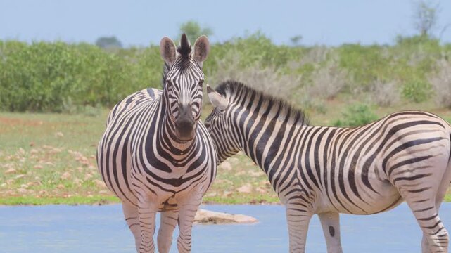 Zebras in Africa