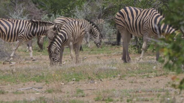 Zebras in Africa