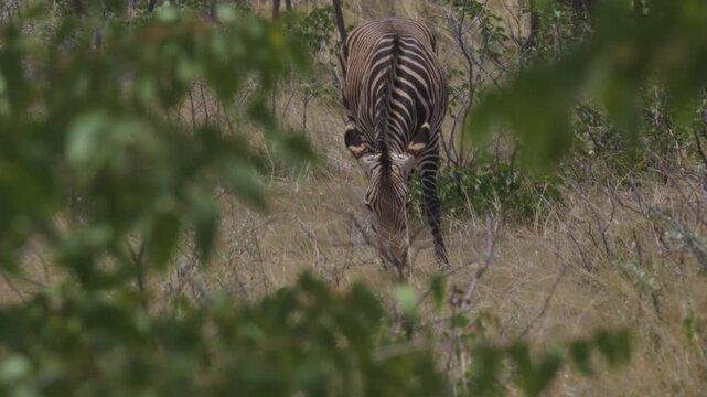 Zebras in Africa