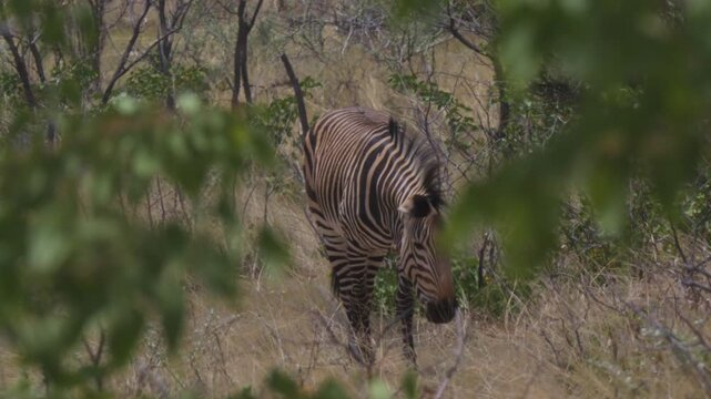 Zebras in Africa