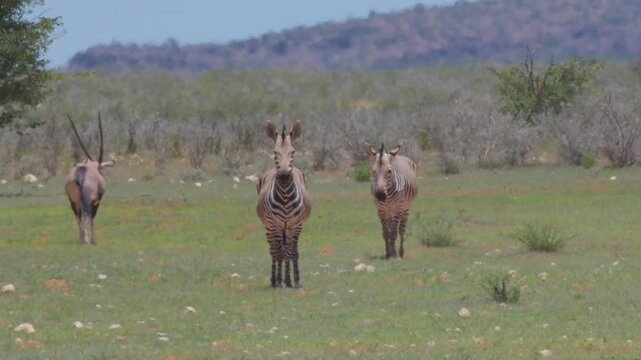 Zebras in Africa