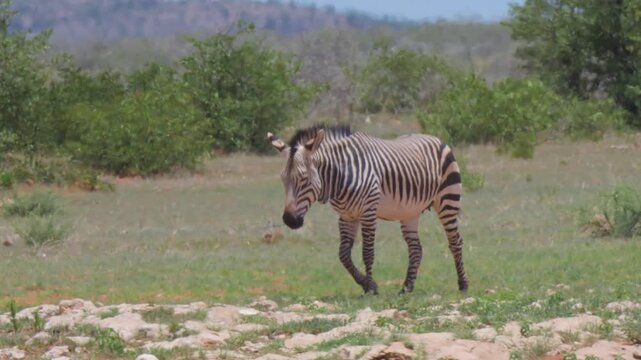 Zebras in Africa