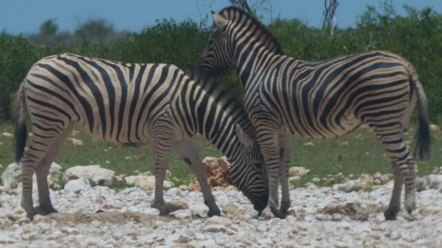 Zebras in Africa
