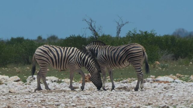Zebras in Africa