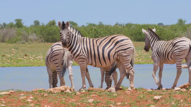 Zebras in Africa