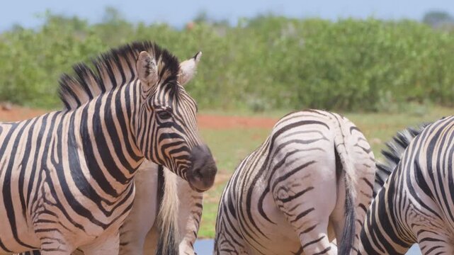 Zebras in Africa