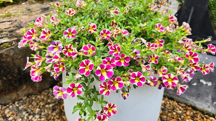 Calibrachoa Candy grown in white pot. Has two colors in a single flower, with deep pink or purple petals contrasting with yellow and white stripes. Petunia hybrida Vilm has small, cone-shaped or trump © Vanchuree