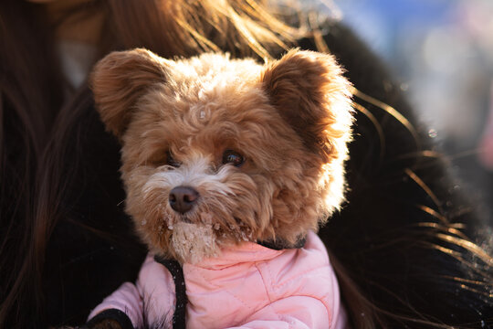 A cute curly-haired dog pomapoo with a snowy muzzle, wearing a pink jacket, looking attentively at the camera during a sunny winter day.