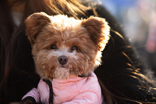 A cute curly-haired dog pomapoo with a snowy muzzle, wearing a pink jacket, looking attentively at the camera during a sunny winter day.