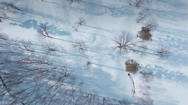 Calm snowy landscape with trees casting shadows, a feeling of solitude