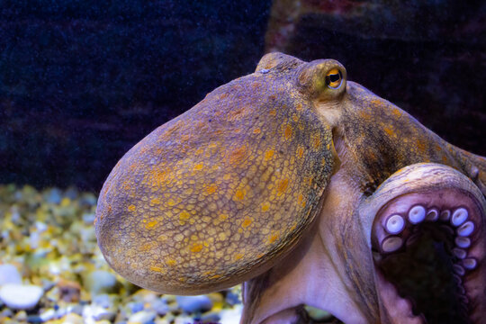 Poulpe commun aux reflets dor&eacute;s en milieu marin.