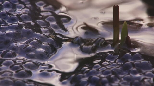 grass frog in pond surrounded by egg clusters