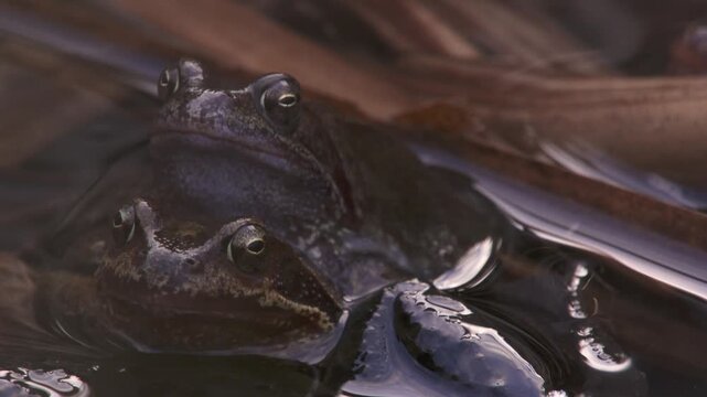 spring frogs showing typical mating clasp in pond