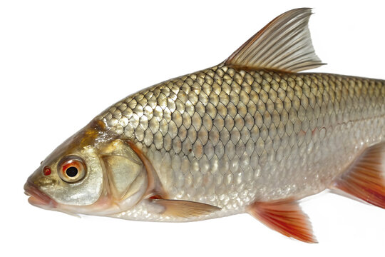 A fresh rohu fish isolated on transparent background