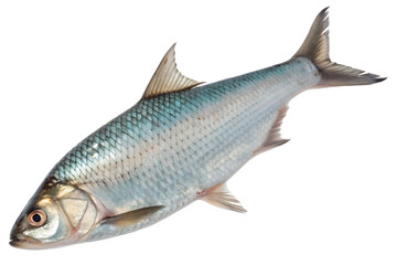 Fototapeta premium Bangladeshi Hilsha (Ilish) Fish – Premium Silver Seafood Isolated on White Background